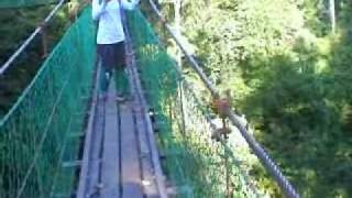 Danum Valley Canopy Walk [upl. by Nylodnewg275]