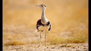 Indian bustard on the brink of extinction [upl. by Bradan]