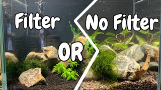 🦐 Shrimp Tank Essentials Do You Really Need a Filter [upl. by Tennies]