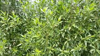 conocarpus plant contact Gupta Nursery Pvt Ltd [upl. by Bever191]