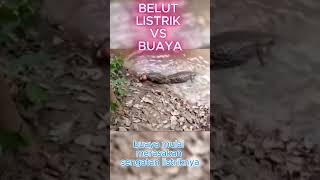 BELUT LISTRIK VS BUAYA shorts shortsfeed faktamenarik [upl. by Tebor]