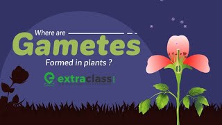 Where Are Gametes Formed In Plants  Biology  Extraclasscom [upl. by Oswell]