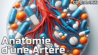 Anatomie dune Artère  CQ030 [upl. by Eiggep]