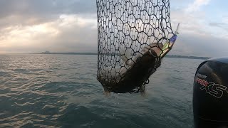 Lake Erie Post Spawn Walleye [upl. by Wistrup]