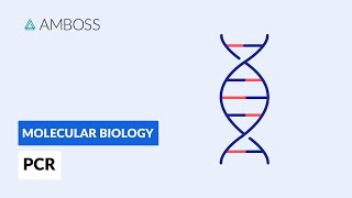 Polymerase Chain Reaction PCR DNA Amplification [upl. by Jehanna]