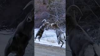 Ram Head Butting is Crazy😱 [upl. by Niela]