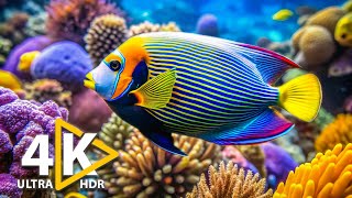 Experience Stunning 4K Underwater Wonders  Relaxing Music with Vibrant Coral Reefs amp Fish [upl. by Joashus]