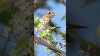 Swainsons Thrush Song Video Soothing Sounds for Sleep [upl. by Brigit]