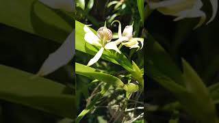 Prosthechea fragrans P aemula [upl. by Bagger]