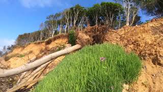 Rapid coastal erosion of Bawdsey Cliff Suffolk England 19 May 2024 [upl. by Shaner880]