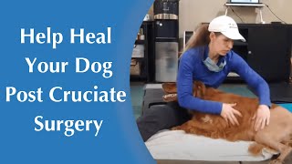 How to Help Your Dog Heal After Cruciate Surgery  Increasing Range of Motion [upl. by Edelson6]