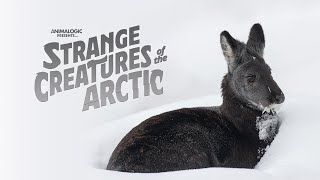 Strange Creatures of the Arctic [upl. by Annelak846]