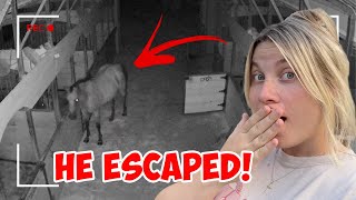 MY HORSE KEEPS ESCAPING Farm Vlog [upl. by Nepil63]