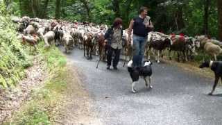 Transhumance cévenole départ du troupeau de Francis Couderc [upl. by Ennaeus201]