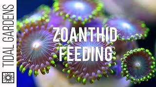 Zoanthid Polyp Feeding [upl. by Linder332]