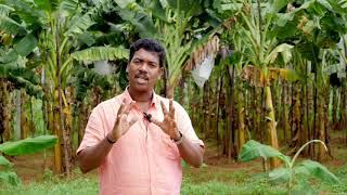 Rugose spiralling whitefly റുഗോസ് വെള്ളീച്ച നിയന്ത്രണ മാർഗങ്ങൾ [upl. by Cykana]