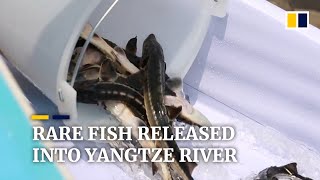 Over 200000 endangered fish released into China’s Yangtze River to restore biodiversity [upl. by Divod]