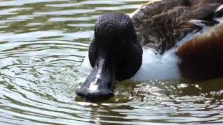 A Day in the Life of a Shoveler Duck [upl. by Arahsit]