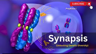 Synapsis Demystified The Genetic Symphony Behind Meiosisquot [upl. by Seward]