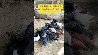 මේකට ඇබ්බැහි උනොත් ඉවරයි ඉතින් 🥹 chickencoop chicken shots [upl. by Aihtnis750]