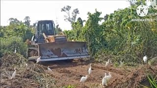 Dozer New project Clearing And many birds [upl. by Zwick118]