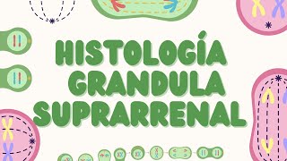 Histología de la Glándula Suprarrenal Estructura y Función [upl. by Pascasia]