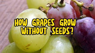 How do you grow seedless grapes without seeds Unveiling the Secrets [upl. by Siul]