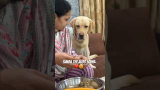 Simba Sab Karega Abb❤️😂 vlog labradorlovers minivlog ytshorts dogshorts funny [upl. by Elenahc]