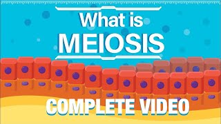 What is Meiosis  Meiosis Kia Hai Complete Video  Animated Explanation  UrduHindi [upl. by Carbone]