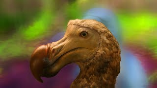 Is the dodo bird extinct [upl. by Jacobson]