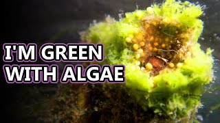 Freshwater Sponge Facts Originally a PLANT 🌱  Animal Fact Files [upl. by Lemhaj]