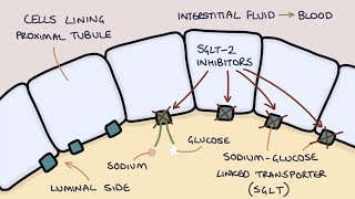 How does Dapagliflozin work Understanding SGLT2 inhibitors [upl. by Sturdivant]