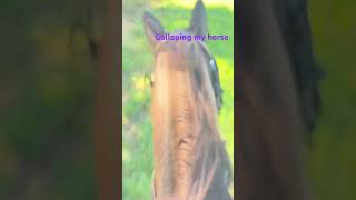 horses hanoverian quarterhorse [upl. by Ettenim]