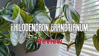 Philodendron Brandtianum  Review [upl. by Terces]