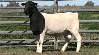 LOT 39  AMARULA 231889  COBAR DORPER SALE 2024 [upl. by Neyugn]