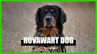 All You Need to Know About the Hovawart [upl. by Stroud480]