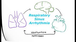 Physiology of Respiratory Sinus Arrhythmia [upl. by Ydnat]