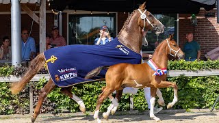 Harness horses at the Central Inspection Houten 2024 [upl. by Enillebyam221]