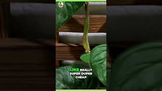 Budget Plant Setup Affordable Trellis Tips and Tricks [upl. by Nanete]