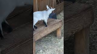 Baby goats jumping and playing goat cute animals beautiful [upl. by Casteel]