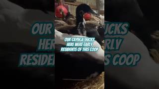 Cozy cayuga ducks farming domesticduck bird [upl. by Annissa]