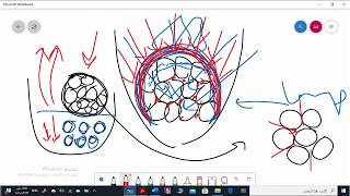 Manipulation of gypsum products [upl. by Wayne]