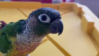 8 Minutes in the Life of a Talking Green Cheek Conure [upl. by Dal]