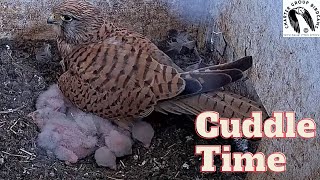 Cuddly Kestrel Mom Cares For Her Adorable Six Babies [upl. by Marni]