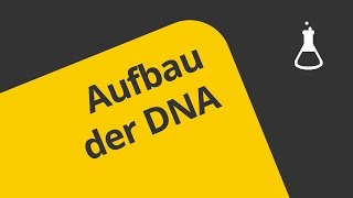 Welche Struktur hat die DNA   Chemie  Organische Verbindungen  Eigenschaften und Reaktionen [upl. by Weber]