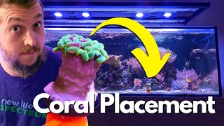 Whats The Perfect Coral Placement in a Reef Aquarium A Beginners Guide [upl. by Norb]