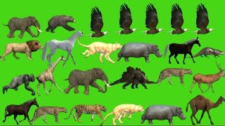 Animal green screen no copyright  Stampede green screen  Animal stampede pg1tech [upl. by Wallie]