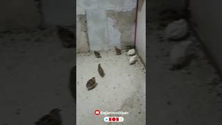 Bıldırcınlar Muhabbet Kuşları Hint Bülbülleri birds birdslover güvercin muhabbetkuşu hayvanlar [upl. by Brittaney859]