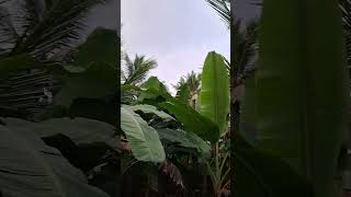 Road based coconut garden sales Nagercoil Near 1acre 36 cent 95 lakhs contact 8098384895 [upl. by Gadmann]