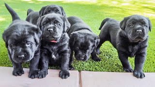 Black Lab Puppies First Adventure Outside [upl. by Marten]